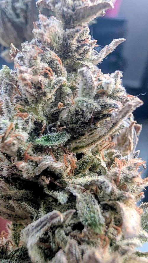 Fast Buds Auto Mix 2026. Week 10 - Fast Buds Auto Mix 2026 