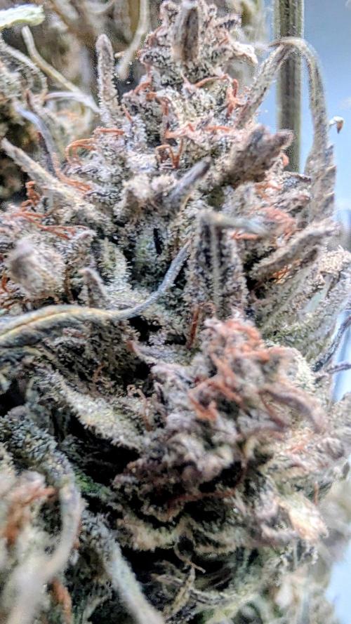 Fast Buds Auto Mix 2026. Week 10 - Fast Buds Auto Mix 2026 