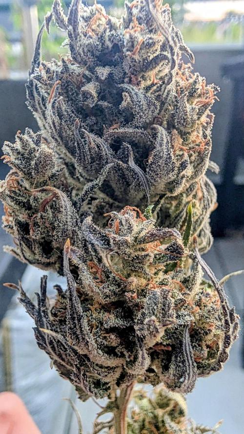 Fast Buds Auto Mix 2026. Week 10 - Fast Buds Auto Mix 2026 