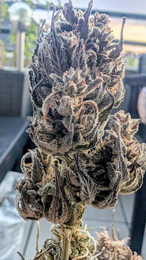 Fast Buds Auto Mix 2026. Week 10 - Fast Buds Auto Mix 2026 