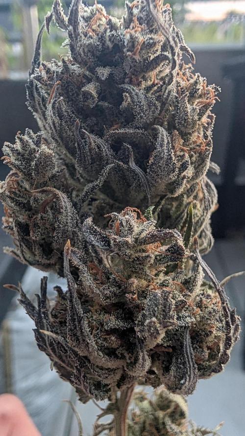 Fast Buds Auto Mix 2026. Week 10 - Fast Buds Auto Mix 2026 