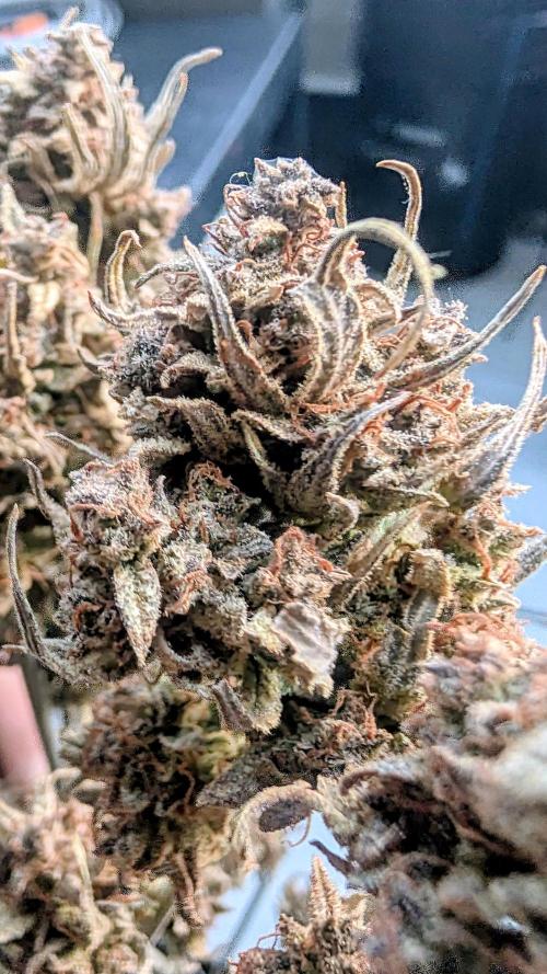 Fast Buds Auto Mix 2026. Week 10 - Fast Buds Auto Mix 2026 
