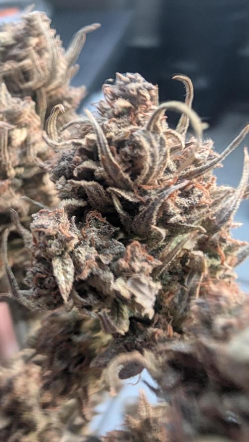 Fast Buds Auto Mix 2026. Week 10 - Fast Buds Auto Mix 2026 
