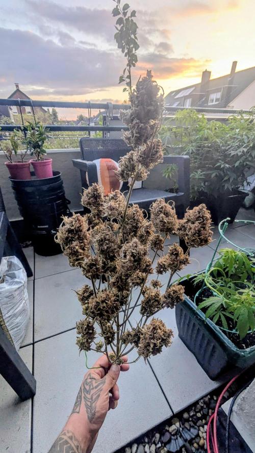 Fast Buds Auto Mix 2026. Week 10 - Fast Buds Auto Mix 2026 