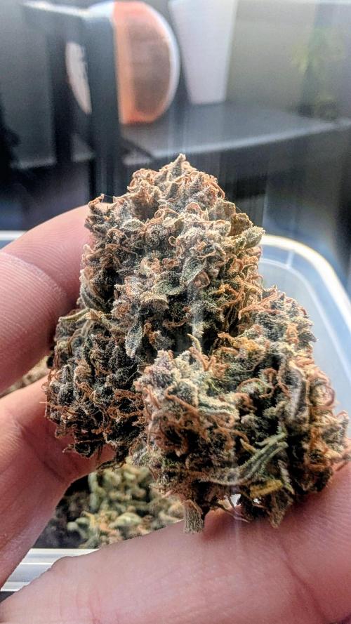 Fast Buds Auto Mix 2026. Week 10
