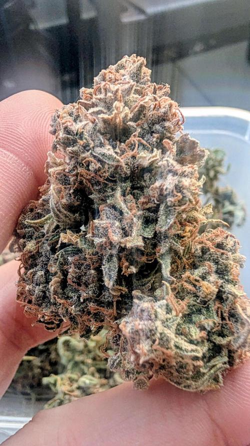 Fast Buds Auto Mix 2026. Week 10
