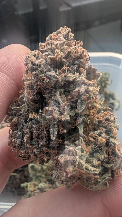 Fast Buds Auto Mix 2026. Week 10