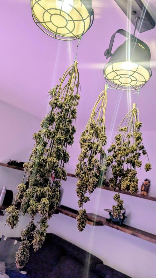 Fast Buds Auto Mix 2026. Week 10