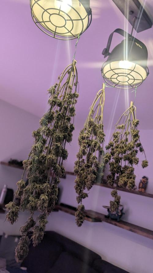 Fast Buds Auto Mix 2026. Week 10
