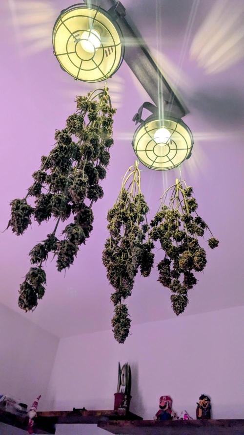 Fast Buds Auto Mix 2026. Week 10