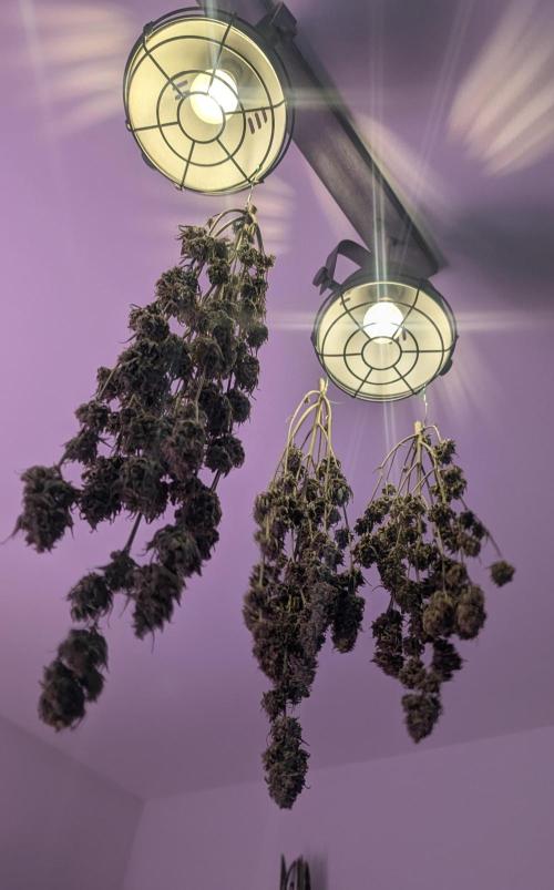 Fast Buds Auto Mix 2026. Week 10