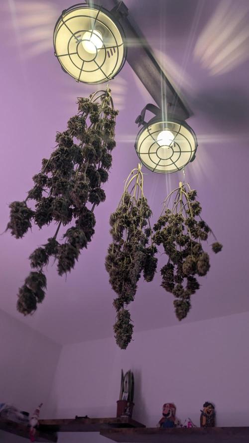 Fast Buds Auto Mix 2026. Week 10
