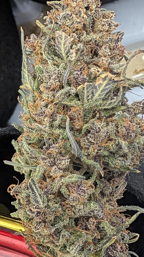 Mix Pack Auto. Week 10