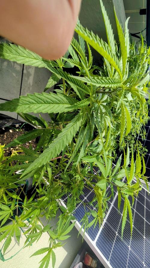 FastBuds Auto Mix 2026. Week 9 - FastBuds Auto Mix 2026