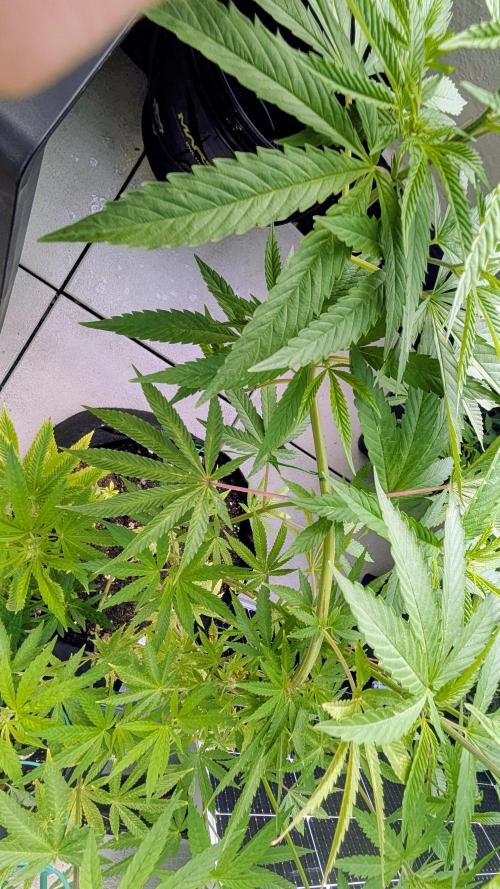 FastBuds Auto Mix 2026. Week 9 - FastBuds Auto Mix 2026