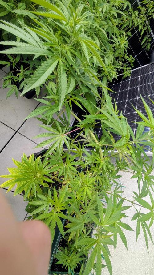 FastBuds Auto Mix 2026. Week 9 - FastBuds Auto Mix 2026