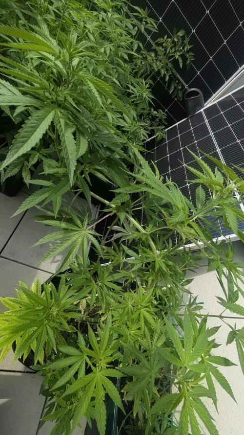 FastBuds Auto Mix 2026. Week 9 - FastBuds Auto Mix 2026