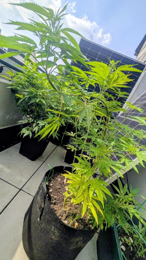 FastBuds Auto Mix 2026. Week 9 - FastBuds Auto Mix 2026