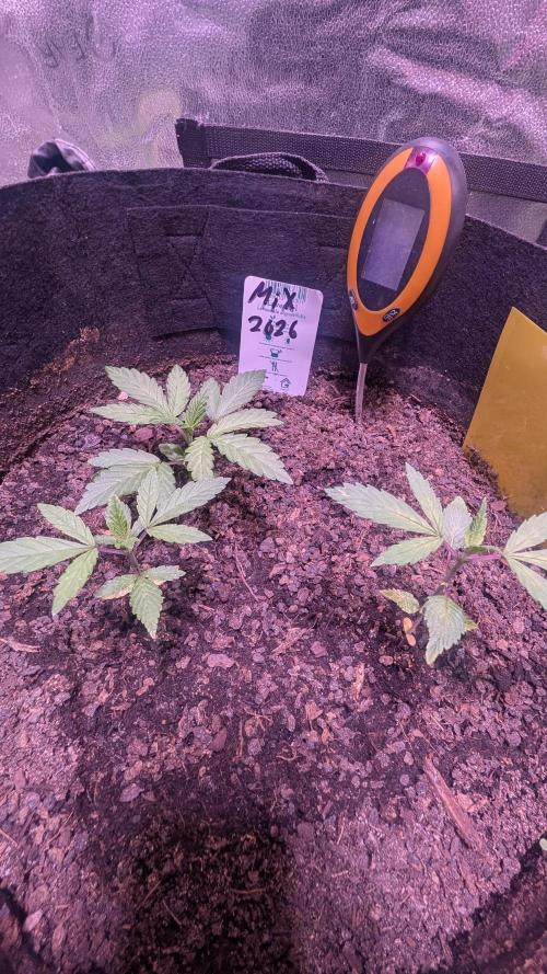 FastBuds Mix 2026 Auto. Week 1 - FastBuds Mix 2026