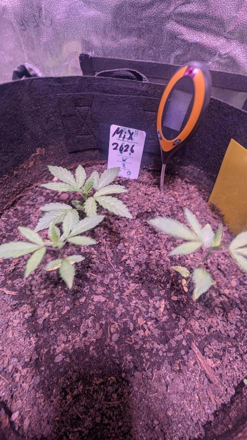 FastBuds Mix 2026 Auto. Week 1 - FastBuds Mix 2026