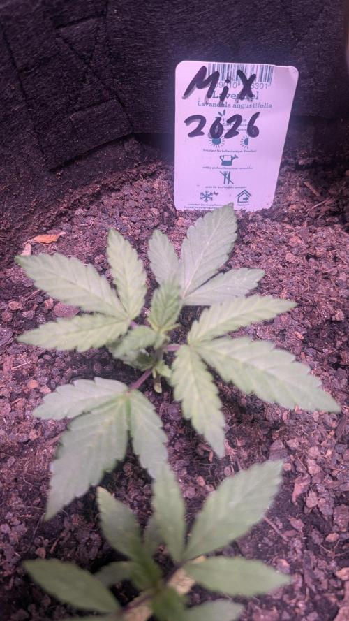 FastBuds Mix 2026 Auto. Week 1 - FastBuds Mix 2026
