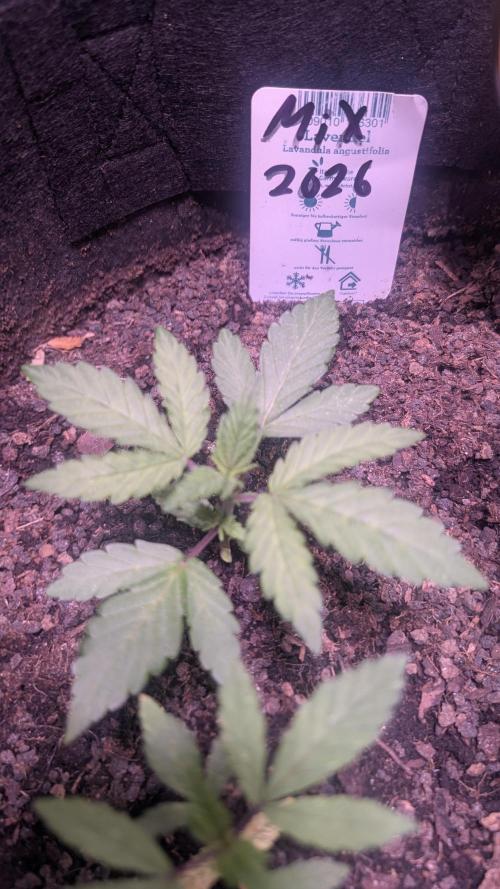 FastBuds Mix 2026 Auto. Week 1 - FastBuds Mix 2026