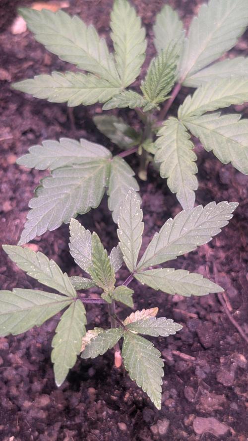FastBuds Mix 2026 Auto. Week 1 - FastBuds Mix 2026