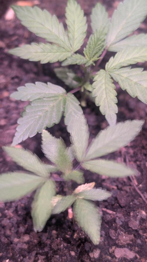 FastBuds Mix 2026 Auto. Week 1 - FastBuds Mix 2026
