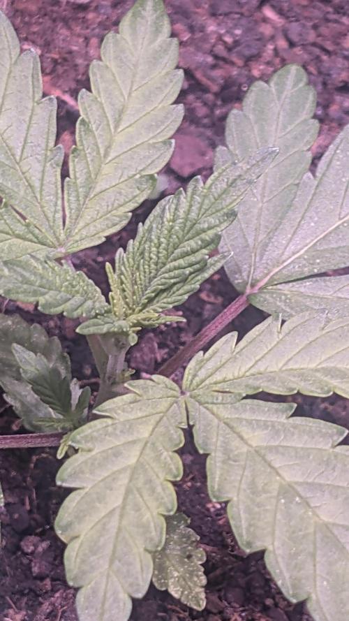 FastBuds Mix 2026 Auto. Week 1 - FastBuds Mix 2026