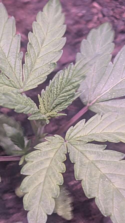 Mix Pack Auto. Week 1