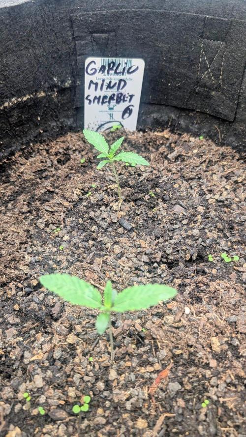 Garlic Mint Sherbet Fem 2026. Week 1 - Garlic Mint Sherbet Dem 2026