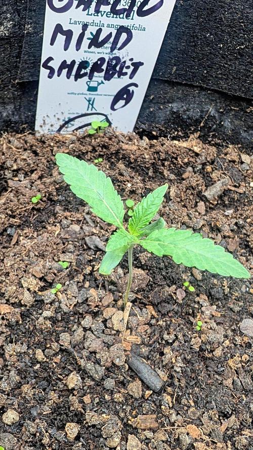 Garlic Mint Sherbet Fem 2026. Week 1 - Garlic Mint Sherbet Dem 2026