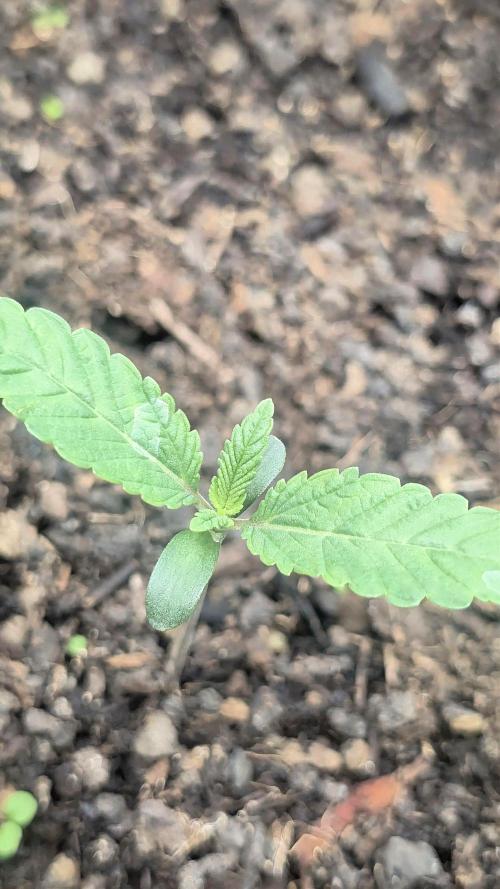 Garlic Mint Sherbet Fem 2026. Week 1 - Garlic Mint Sherbet Dem 2026