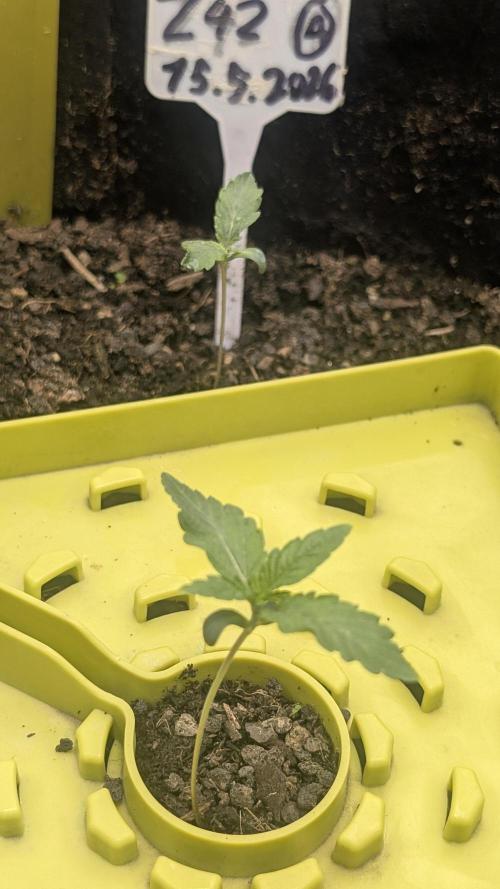 Z42 Beautifull. Week 1 - Z42
