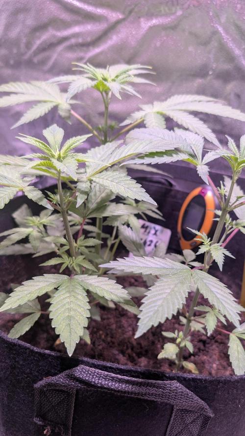 FastBuds Mix 2026 Auto. Week 2 - FastBuds Mix 2026 Auto
