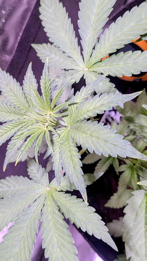 FastBuds Mix 2026 Auto. Week 2 - FastBuds Mix 2026 Auto
