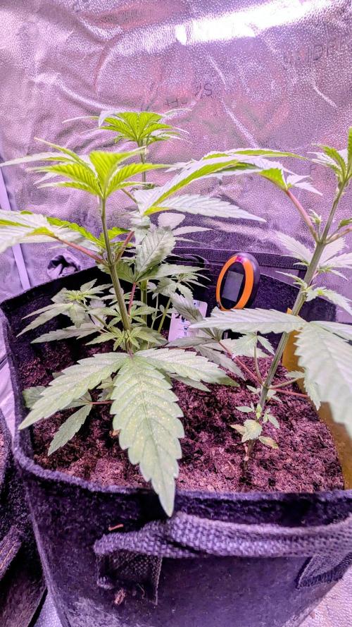 FastBuds Mix 2026 Auto. Week 2 - FastBuds Mix 2026 Auto

