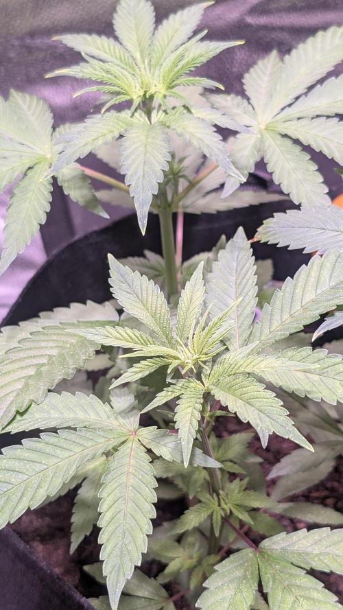 FastBuds Mix 2026 Auto. Week 2 - FastBuds Mix 2026 Auto

