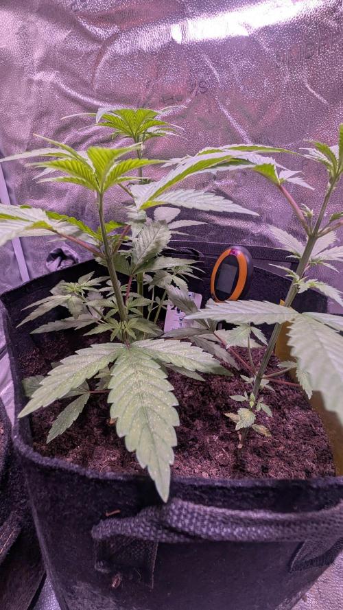 Mix Pack Auto. Week 2