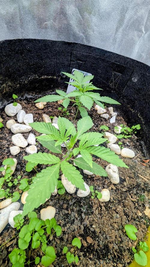 Garlic Mint Sherbet Fem 2026. Week 2 - Česnekovo-mátový sorbet Fem 2026