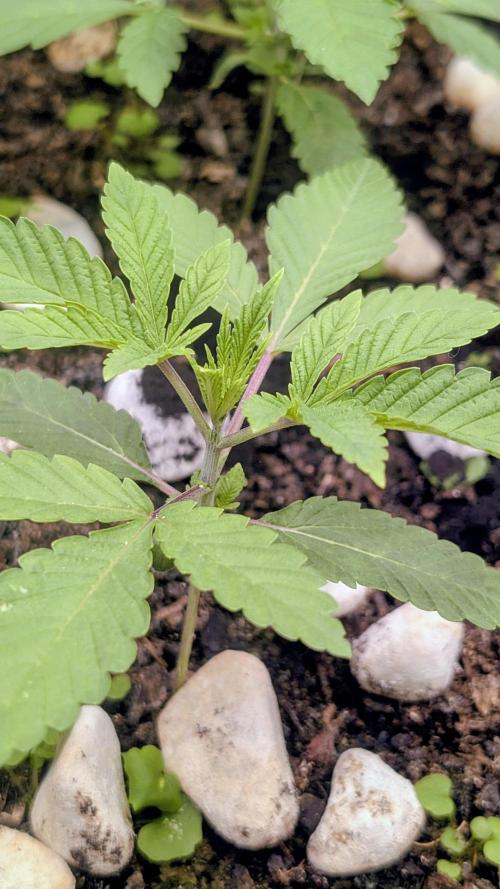 Garlic Mint Sherbet Fem 2026. Week 2 - Česnekovo-mátový sorbet Fem 2026