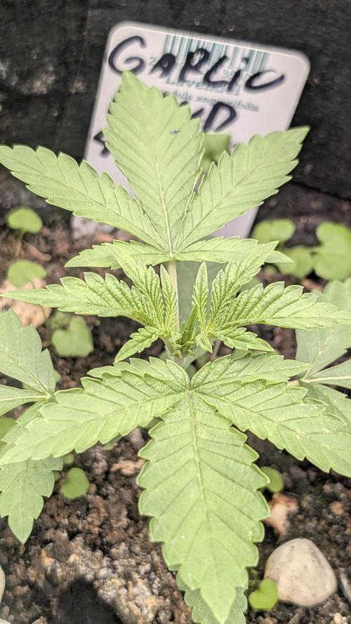 Garlic Mint Sherbet Fem 2026. Week 2 - Česnekovo-mátový sorbet Fem 2026