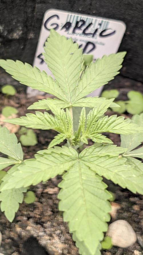 Garlic Mint Sherbet Fem 2026. Week 2 - Česnekovo-mátový sorbet Fem 2026