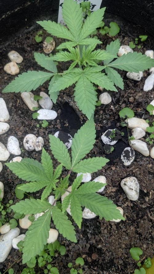 Garlic Mint Sherbet Fem 2026. Week 2