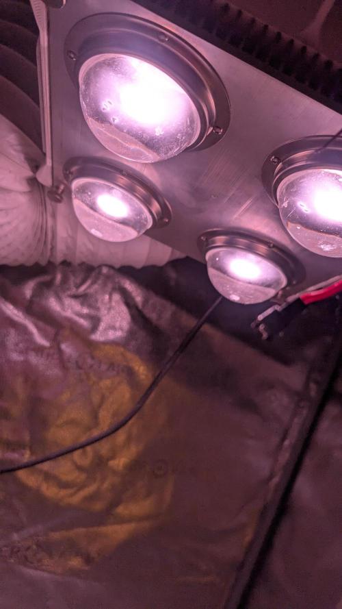 Grow Tent 3x3x6 (90cm x 90cm x 180cm). Week 2