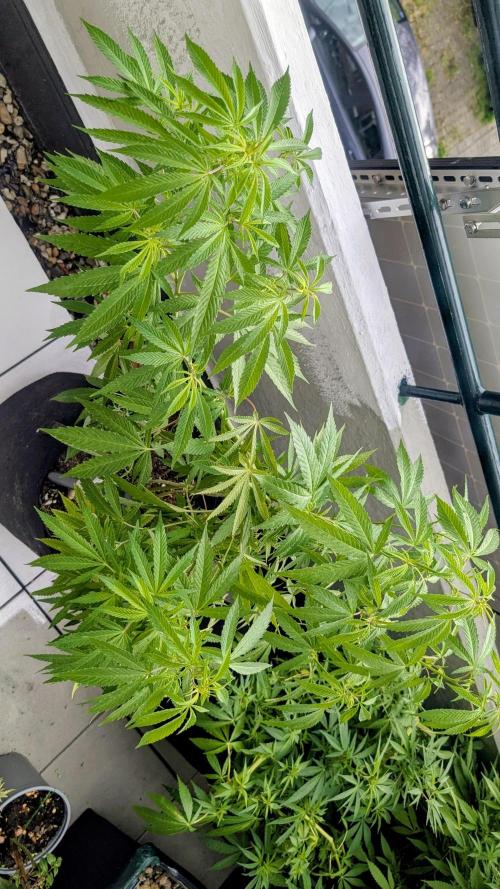 FastBuds  Mix 2026. Week 10 - FastBuds Mix 2026