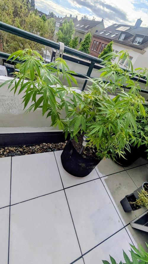 FastBuds  Mix 2026. Week 10 - FastBuds Mix 2026