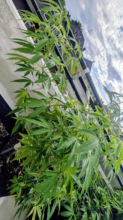 FastBuds  Mix 2026. Week 10 - FastBuds Mix 2026