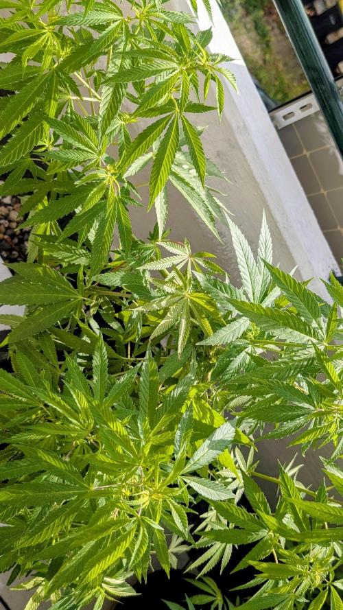FastBuds  Mix 2026. Week 10 - FastBuds Mix 2026