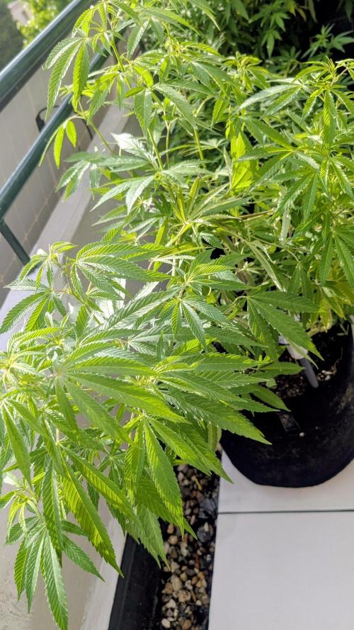 Mix Pack. Week 10